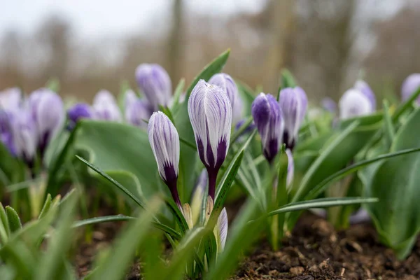 Kwiat Ogród Holandia Europa Zbliżenie Kwiatu — Zdjęcie stockowe