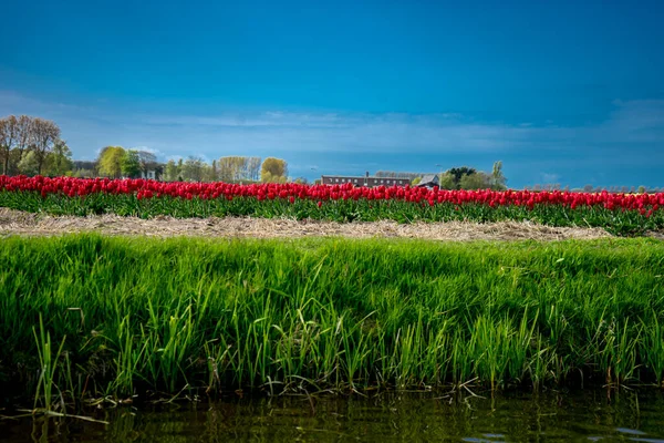 Hermosas Flores Tulipán Colores Con Hermoso Fondo Día Primavera —  Fotos de Stock