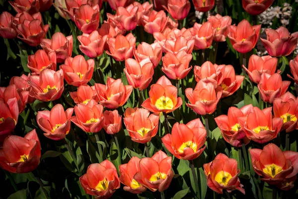 Нідерланди Ліс Європа Купа Пурпурових Квітів — стокове фото