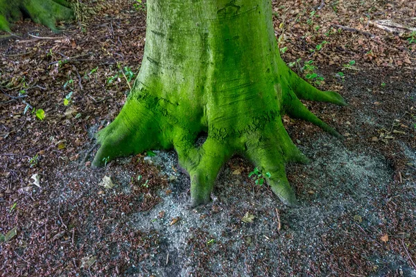 Ceppo Albero Haagse Bos Foresta Dell Aia Paesi Bassi Europa — Foto Stock