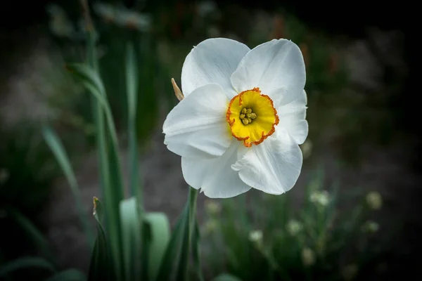 Nederländerna Lisse Europa Närbild Blomma — Stockfoto