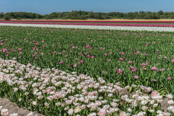 Niederlande Lisse Europa Eine Nahaufnahme Eines Blumengartens — Stockfoto