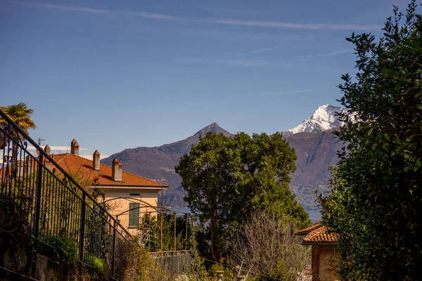 Italien Menaggio Comer See Baum Mit Blick Auf Berge — Stockfoto