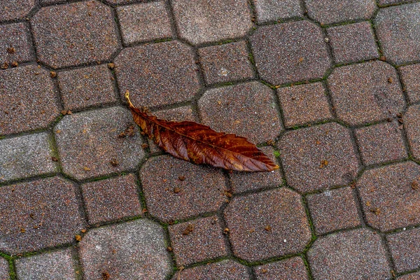 意大利Varenna Lake Como High Angle Overview Leaf Footpath — 图库照片