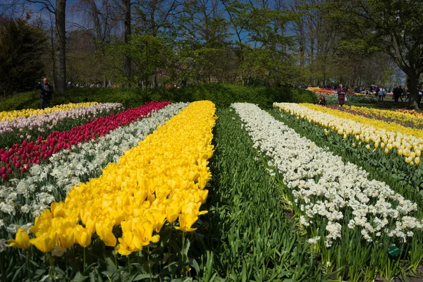 Rengarenk Lale Çiçekleri Güzel Bir Arka Plan — Stok fotoğraf