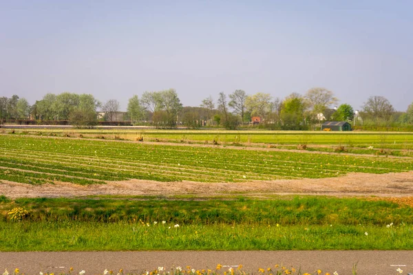 Países Baixos Lisse Europa Vista Cenica Campo Agrícola Contra Céu — Fotografia de Stock
