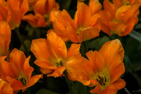 オランダ リスス ヨーロッパ 花の終わり — ストック写真