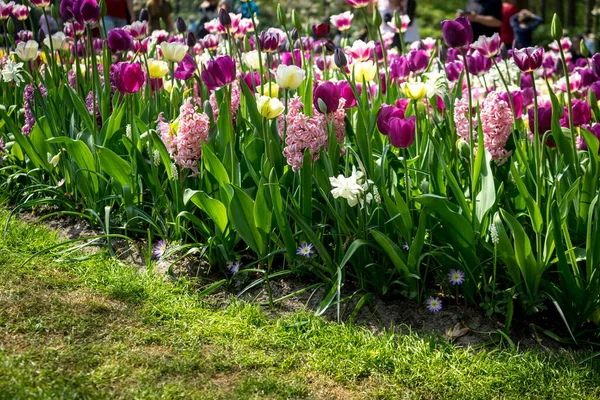 Netherlands Lisse Europe Close Flower Garden — стоковое фото