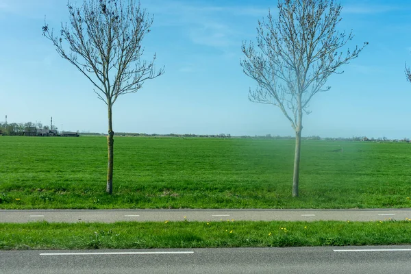 네덜란드 배경에 나무가 — 스톡 사진