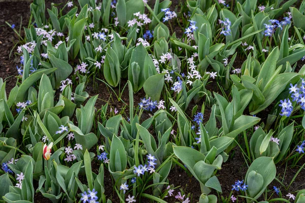 Ogród Kwiatowy Holandia Europa Zbliżenie Ogrodu Kwiatowego — Zdjęcie stockowe