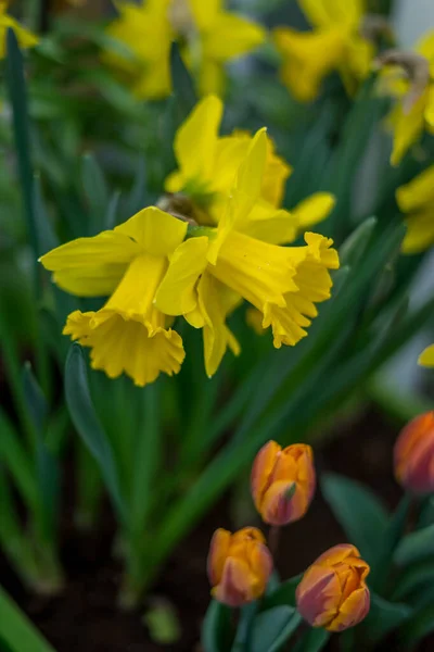 Kwiat Ogród Holandia Europa Zbliżenie Żółtego Kwiatu — Zdjęcie stockowe