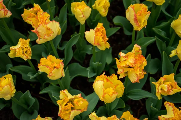 Lindas Flores Tulipa Coloridas Com Belo Fundo Dia Primavera — Fotografia de Stock