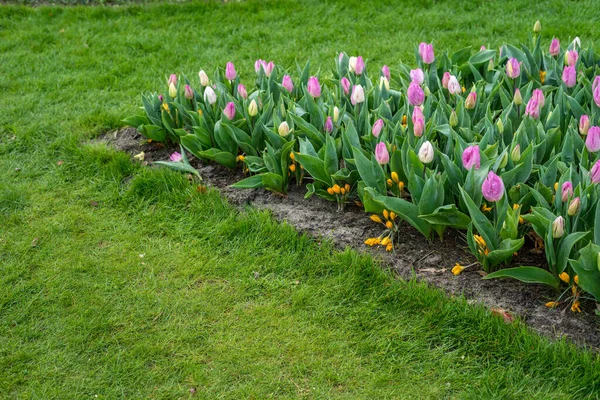 Цветочный Сад Нидерланды Европа Группа Фиолетовых Цветов Поле — стоковое фото