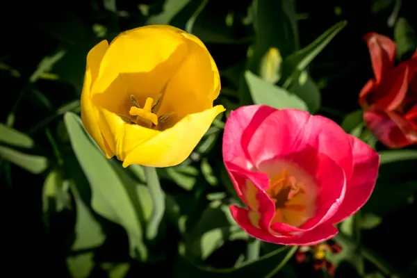 Ολλανδία Lisse Ευρώπη Ένα Κόκκινο Και Κίτρινο Λουλούδι — Φωτογραφία Αρχείου