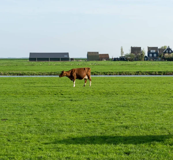 Países Baixos Wetlands Maarken Europa Horse Grazing Field — Fotografia de Stock