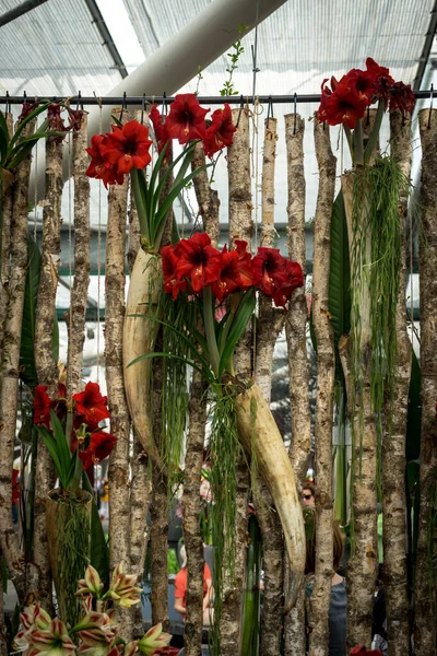 Holandia Lisse Europa Czerwony Kwiat Zwisający Rośliny — Zdjęcie stockowe
