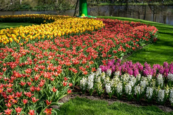 Çiçek Bahçesi Hollanda Avrupa Keukenhof Arka Planda Keukenhof Olan Bir — Stok fotoğraf