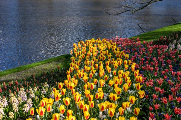 Kwiat Ogród Holandia Europa Żółty Kwiat Przed Akwenem Wody — Zdjęcie stockowe