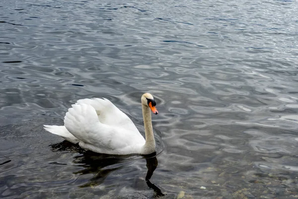 Europa Itália Varenna Lago Como Cisne Nadando Corpo Água — Fotografia de Stock