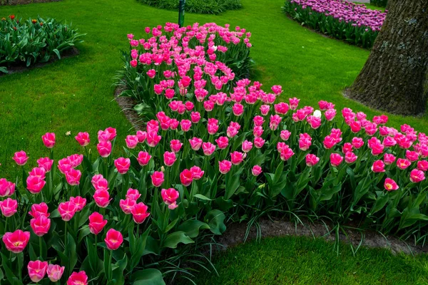 Holandia Lisse Europa Zbliżenie Ogrodu Kwiatowego — Zdjęcie stockowe