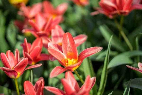 Virágos Kert Hollandia Európa Közel Egy Virághoz — Stock Fotó