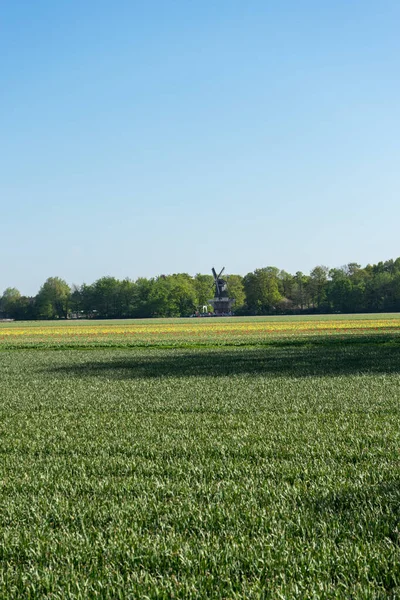 Hollanda Lisse Avrupa Arka Planda Ağaçlar Olan Büyük Yeşil Bir — Stok fotoğraf