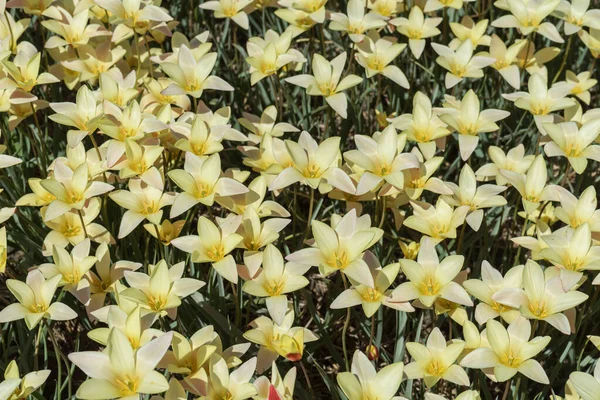 Nederland Lisse Europa Een Vaas Gevuld Met Witte Gele Bloemen — Stockfoto