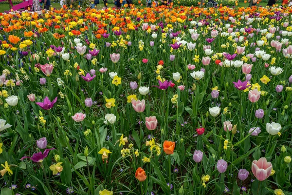 Hollanda Lisse Avrupa Kolorful Tulips Alanda — Stok fotoğraf