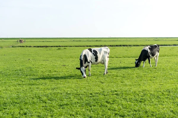 Nederland Wetlands Maarken Europa Een Koe Grazend Een Weelderig Groen — Stockfoto