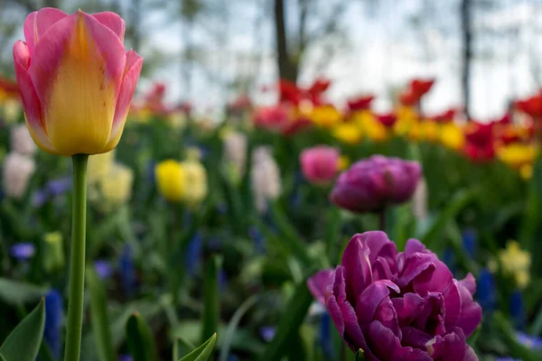 オランダ リスス ヨーロッパ 花の終わり — ストック写真