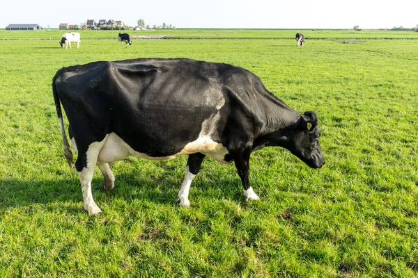 Países Bajos Humedales Maarken Europa Una Vaca Negra Parada Cima — Foto de Stock