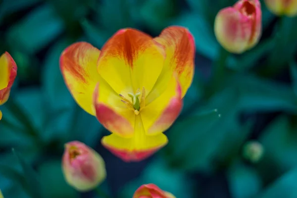 Jardín Flores Países Bajos Europa Primer Plano Una Flor — Foto de Stock