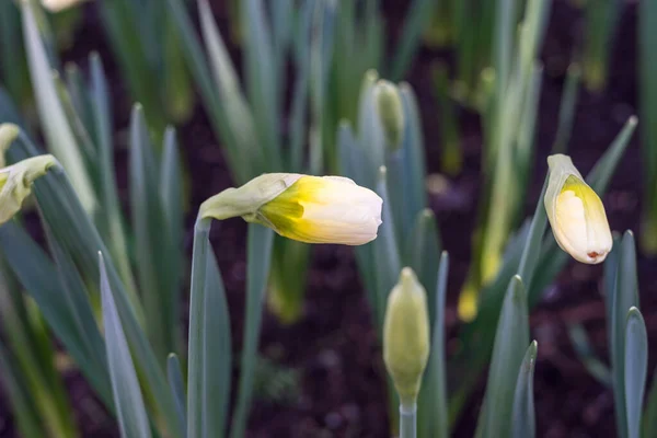 Jardín Flores Países Bajos Europa Primer Plano Una Flor —  Fotos de Stock