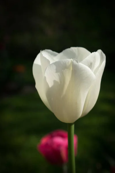 Hollanda Lisse Avrupa Bir Çiçeğe Yakın Çekim — Stok fotoğraf