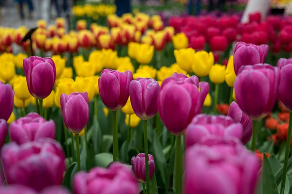 花の庭 オランダ ヨーロッパ 花の終わり — ストック写真