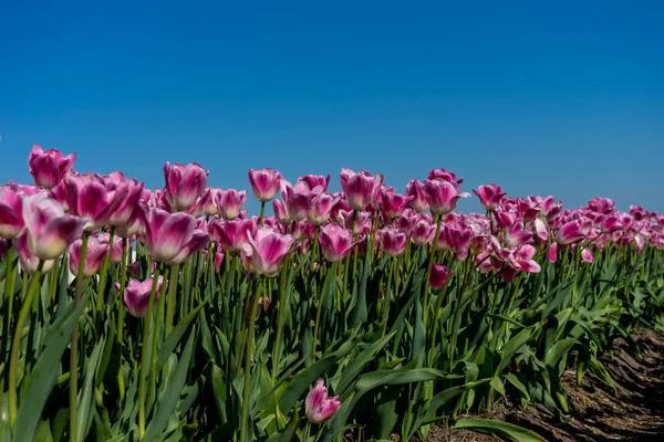 Niederlande Lisse Europa Eine Rosa Blume Auf Einer Pflanze — Stockfoto