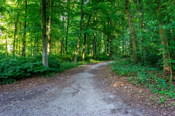 Μονοπάτι Για Περπατήσετε Μέσα Στο Δάσος Στο Haagse Bos Δάσος — Φωτογραφία Αρχείου