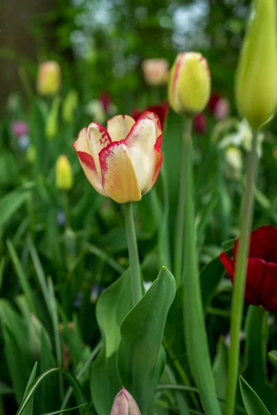 Paesi Bassi Lisse Europa Chiusura Del Fiore Tulip Rosso — Foto Stock