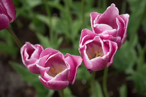 Lindas Flores Tulipa Coloridas Com Belo Fundo Dia Primavera — Fotografia de Stock