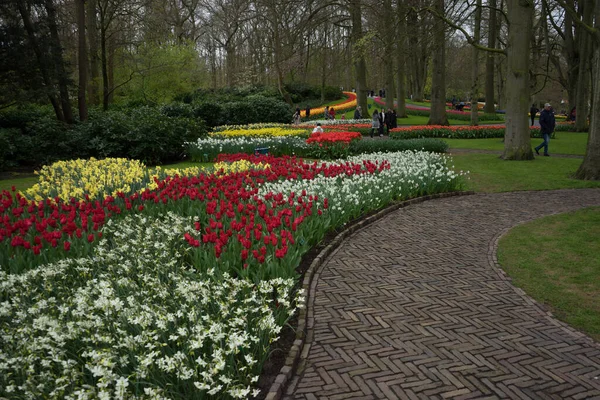 Bellissimi Fiori Tulipano Colorati Con Bellissimo Sfondo Una Giornata Primavera — Foto Stock