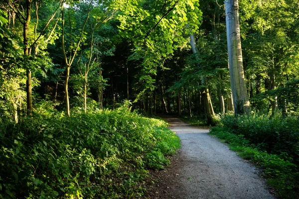 Caminho Lamacento Que Leva Floresta Haagse Bos Floresta Haia Holanda — Fotografia de Stock