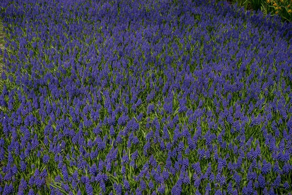 Holandia Lisse Europa Full Frame Shot Flowering Plants Field — Zdjęcie stockowe