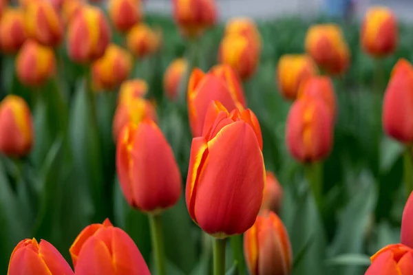 花の庭 オランダ ヨーロッパ 花の終わり — ストック写真