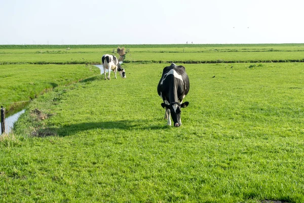 Nederland Wetlands Maarken Europa Een Kudde Runderen Een Weelderig Groen — Stockfoto