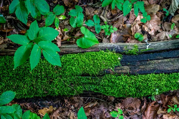 Mousse Poussant Sur Tronc Bois Haagse Bos Forêt Haye Pays — Photo