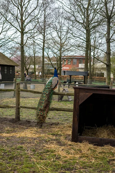 Flower Garden Netherlands Europe Bench Park — Stock Photo, Image