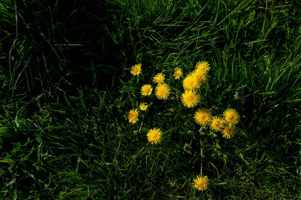 Países Bajos Humedales Maarken Europa Una Flor Amarilla Hierba —  Fotos de Stock