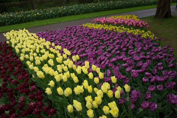 Bellissimi Fiori Tulipano Colorati Con Bellissimo Sfondo Una Giornata Primavera — Foto Stock