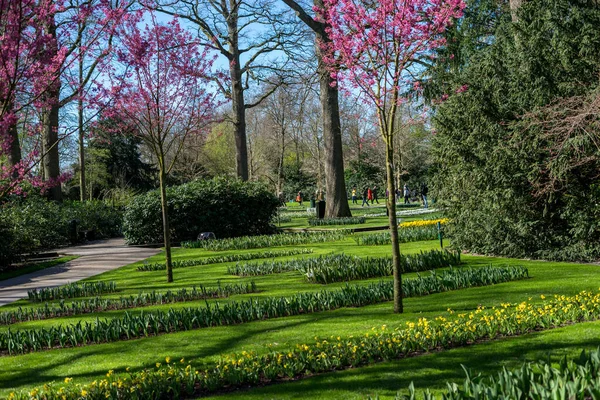 Jardín Flores Países Bajos Europa Gran Campo Verde Con Árboles — Foto de Stock