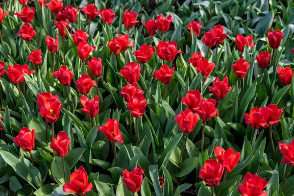 Flower Garden Paesi Bassi Europa Fiore Rosso — Foto Stock